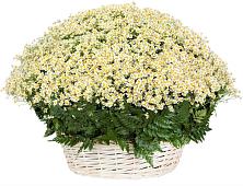 Цветочная композиция из Ромашки в корзине #REPLACE_PRED# Ирбите